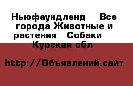 Ньюфаундленд  - Все города Животные и растения » Собаки   . Курская обл.